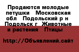 Продаются молодые петушки - Московская обл., Подольский р-н, Подольск г. Животные и растения » Птицы   